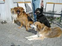 Gasthunde Bild 8: Landhaus Bodensee in Panormasichtlage Hunde sind herzlich willkommen. WOHNUNG 2